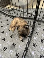 Buffy, a female French Bulldog for sale in New Franklin, MO – Photo 2 of 5