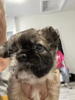 Buffy, a female French Bulldog for sale in New Franklin, MO – Photo 1 of 5