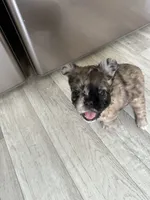 Buffy, a female French Bulldog for sale in New Franklin, MO – Photo 4 of 5