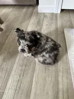 Bossie, a female French Bulldog for sale in New Franklin, MO – Photo 3 of 4