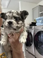 Bossie, a female French Bulldog for sale in New Franklin, MO – Photo 1 of 4
