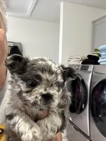 Bossie, a female French Bulldog for sale in New Franklin, MO – Photo 2 of 4