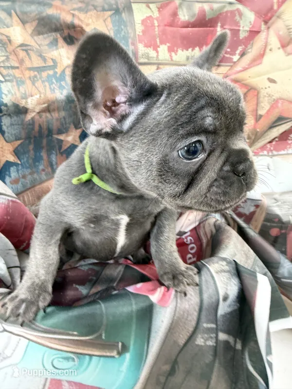 01 Green Collar – French Bulldog puppy for sale in New Franklin, MO