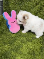 02, a male Pomeranian for sale in New Franklin, MO – Photo 3 of 3