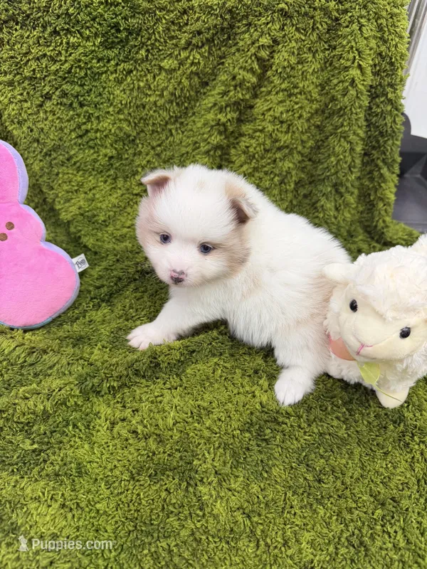 02 – Pomeranian puppy for sale in New Franklin, MO