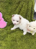 02, a male Pomeranian for sale in New Franklin, MO – Photo 1 of 3