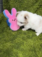02, a male Pomeranian for sale in New Franklin, MO – Photo 2 of 3