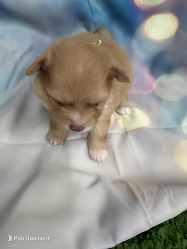 04 – Pomeranian puppy for sale in New Franklin, MO