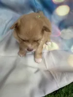 04, a female Pomeranian for sale in New Franklin, MO – Photo 1 of 2