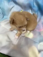 04, a female Pomeranian for sale in New Franklin, MO – Photo 2 of 2