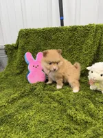 04, a female Pomeranian for sale in New Franklin, MO – Photo 3 of 3