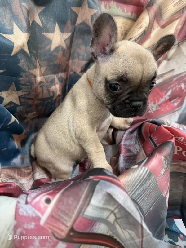 05 Orange Collar – French Bulldog puppy for sale in New Franklin, MO