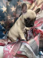 05 Orange Collar, a female French Bulldog for sale in New Franklin, MO – 1 of 3