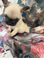 05 Orange Collar, a female French Bulldog for sale in New Franklin, MO – 2 of 3