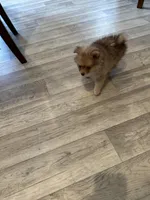 # 3, a female Pomeranian for sale in New Franklin, MO – Photo 3 of 5