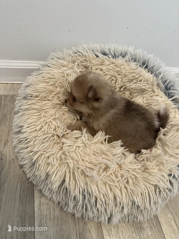 # 3, a female Pomeranian for sale in New Franklin, MO – Photo 1 of 5