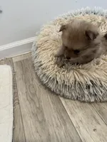 # 3, a female Pomeranian for sale in New Franklin, MO – Photo 2 of 5