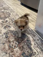 # 3, a female Pomeranian for sale in New Franklin, MO – Photo 5 of 5