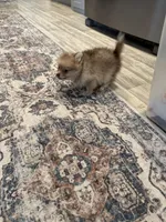 # 3, a female Pomeranian for sale in New Franklin, MO – Photo 4 of 5