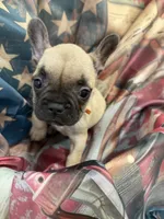 05 Orange Collar, a female French Bulldog for sale in New Franklin, MO – 3 of 3