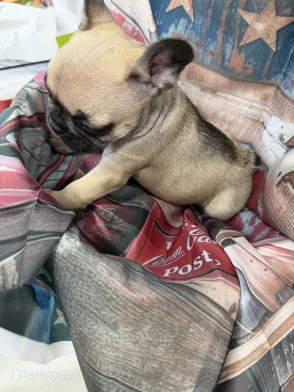 03 Rainbow Collar – French Bulldog puppy for sale in New Franklin, MO