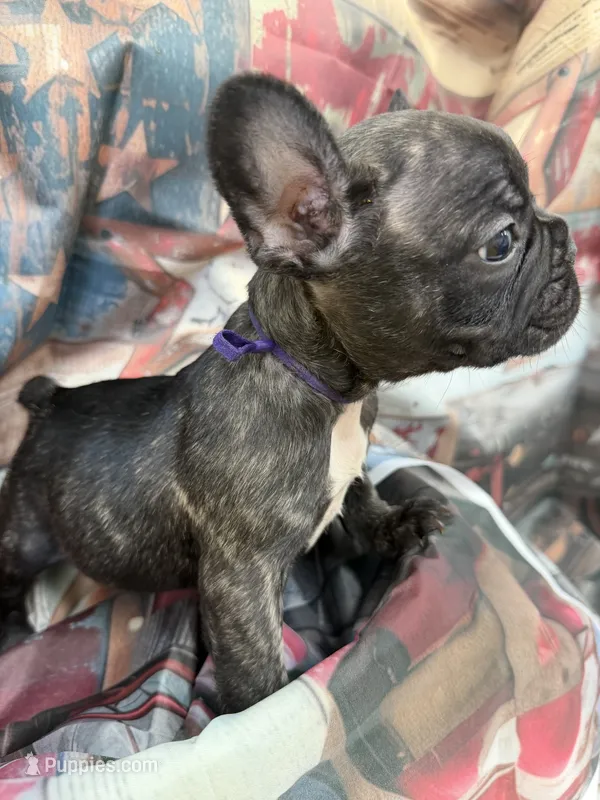 04 Purple Collar – French Bulldog puppy for sale in New Franklin, MO