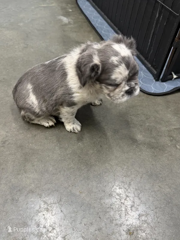 Checkers – French Bulldog puppy for sale in New Franklin, MO