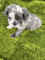 Checkers, a female French Bulldog for sale in New Franklin, MO – Photo 2 of 2