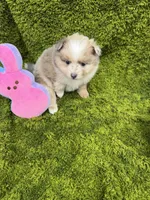 03, a female Pomeranian for sale in New Franklin, MO – 3 of 3
