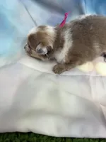 03, a female Pomeranian for sale in New Franklin, MO – Photo 2 of 2