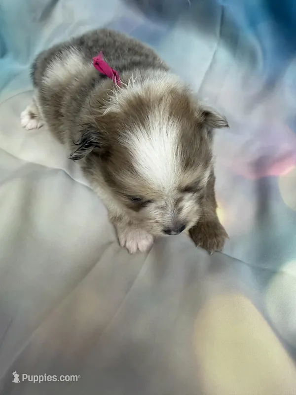 03 – Pomeranian puppy for sale in New Franklin, MO