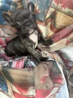 04 Purple Collar, a male French Bulldog for sale in New Franklin, MO – 2 of 2