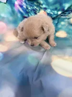 01, a male Pomeranian for sale in New Franklin, MO – Photo 2 of 2