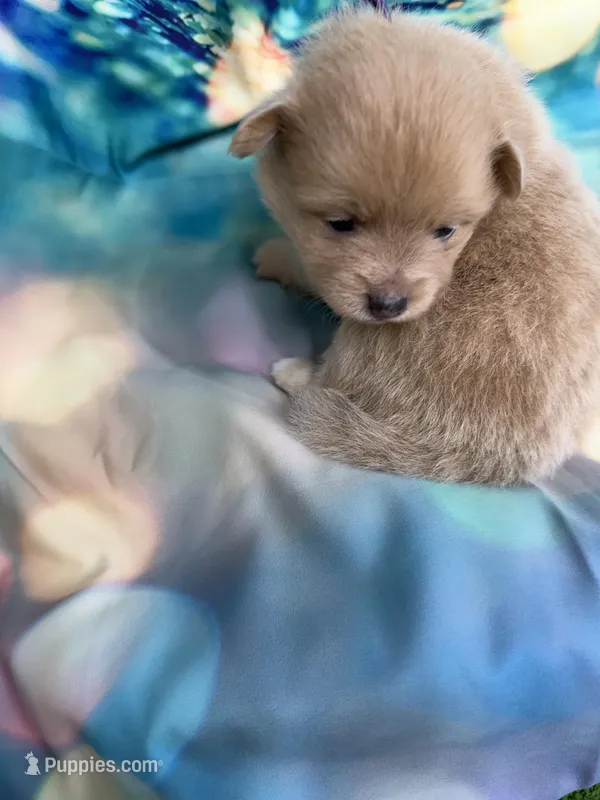 01 – Pomeranian puppy for sale in New Franklin, MO