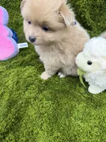 01, a male Pomeranian for sale in New Franklin, MO – Photo 3 of 4