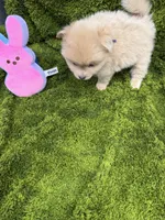 01, a male Pomeranian for sale in New Franklin, MO – Photo 4 of 4