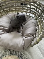 Lime Collar, a female French Bulldog for sale in New Franklin, MO – Photo 2 of 4