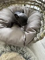 Lime Collar, a female French Bulldog for sale in New Franklin, MO – Photo 1 of 4