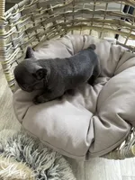 Lime Collar, a female French Bulldog for sale in New Franklin, MO – Photo 3 of 4