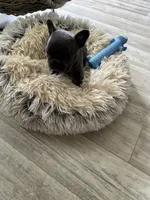 Lime Collar, a female French Bulldog for sale in New Franklin, MO – Photo 4 of 4