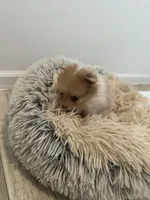 #4, a female Pomeranian for sale in New Franklin, MO – Photo 2 of 5