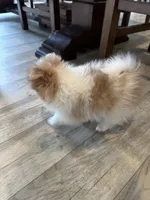 #4, a female Pomeranian for sale in New Franklin, MO – Photo 5 of 5