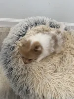 #4, a female Pomeranian for sale in New Franklin, MO – Photo 3 of 5