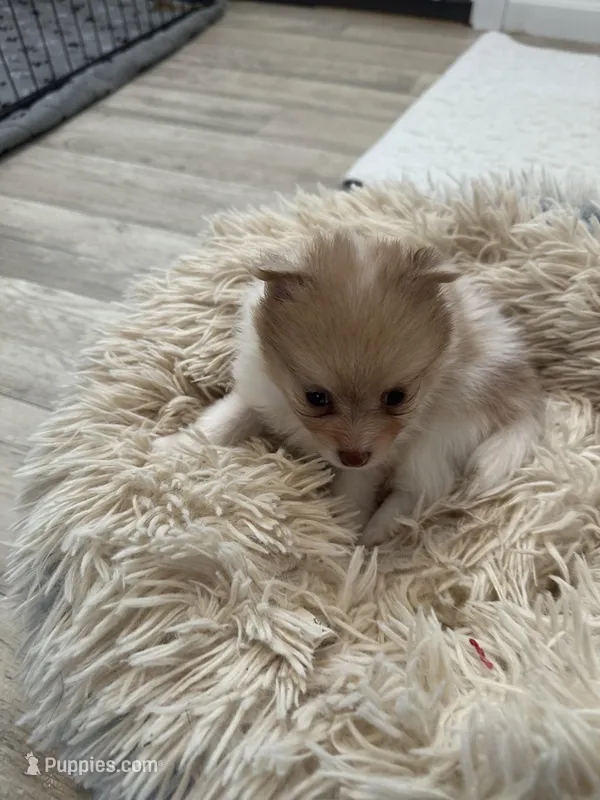 #4, a female Pomeranian for sale in New Franklin, MO – Photo 1 of 5