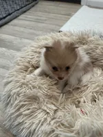 #4, a female Pomeranian for sale in New Franklin, MO – Photo 1 of 5