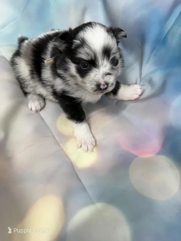 05 – Pomeranian puppy for sale in New Franklin, MO