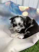 05, a female Pomeranian for sale in New Franklin, MO – Photo 2 of 2