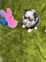 05, a female Pomeranian for sale in New Franklin, MO – Photo 4 of 4