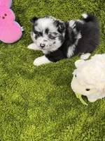 05, a female Pomeranian for sale in New Franklin, MO – Photo 3 of 4