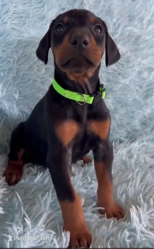Boy 4 – Doberman Pinscher puppy for sale in Eau Claire, WI